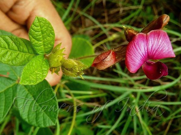 Red Himalayan Flemingia